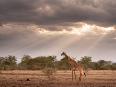 Why Safari Operators Are Losing Bookings to Competitors with Inferior Products