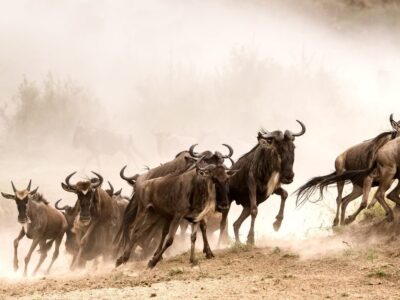 Safari Website Cost in Tanzania