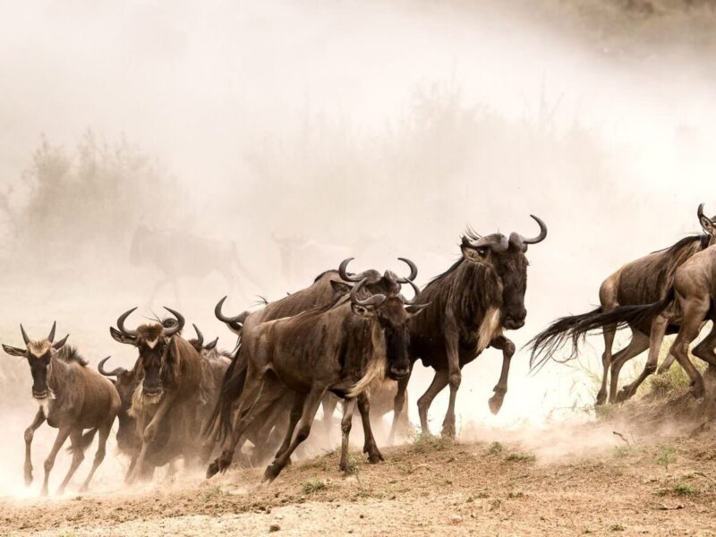 Safari Website Cost in Tanzania